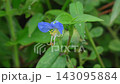 Close-up of a dayflower with water droplets on it (with ambient sound) 143095884