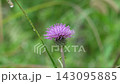 Close-up of a thistle with a single water droplet on it (with ambient sound) 143095885