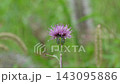 Close-up of a thistle with a single water droplet on it (with ambient sound) 143095886