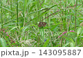 A skipper butterfly resting its wings on the grass (with ambient sounds). 143095887