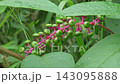 Immature green pokeweed berries (with ambient sounds) 143095888