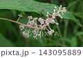 Pokeweed flowers and flies (with ambient sounds) 143095889