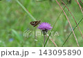 A skipper butterfly sipping nectar from a thistle (with ambient sounds). 143095890