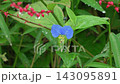 Close-up of a dayflower with water droplets on it (with ambient sound) 143095891