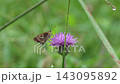 A skipper butterfly sipping nectar from a thistle (with ambient sounds). 143095892