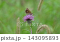 A skipper butterfly sipping nectar from a thistle (with ambient sounds). 143095893