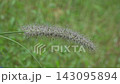 Grass covered in water droplets (with ambient sounds) 143095894
