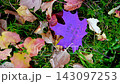 Red Colorful Painted Autumn Leaves With Text I LOVE FALL MOST OF ALL In Forest 143097253