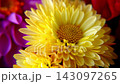 Colorful Yellow Autumn Flowers Blooming In Natural Garden Closeup 143097265