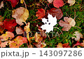 White Ghost Faces Painted On Autumn Leaves In Forest 143097286
