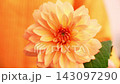 Woman in yellow sweater showing into camera yellow dahlia Selective focus Bush of autumnal orange red chrysanthemums and violet dahlia hydrangea. Fall garden beautiful flowers bouquet background 143097290