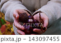 Smooth brown chestnuts with glossy shells Held by Unrecognizable Woman in outdoor autumn background. Concept of abundance of the fall harvest 143097455