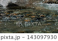 Slow-motion footage of sunlit alpine water rippling gently across pebbled riverbed 143097930
