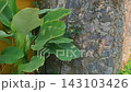 Vibrant green leaves flourishing against a textured old stone wall, natural garden scene 143103426