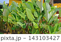 Lush green tropical plant leaves in a vibrant natural garden setting 143103427