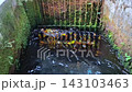 Water flowing through a metal grate in a mossy concrete channel 143103463