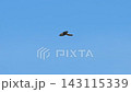 Sturgeon hovering 143115339