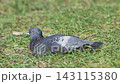 Pigeons basking in the sun 143115380