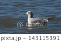 Swimweed female cat 143115391