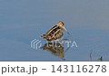 A Great Snipe foraging by the water's edge. 143116278