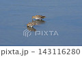 Two Great Snipe foraging by the water's edge. 143116280