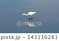 Great egrets searching for food on the calm surface of the water 143116281