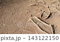 Camera slowly pans over dry desert ground with exposed brown tree roots and small rocks, natural outdoor video footage.	 143122150