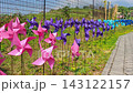 Colorful pinwheels spinning in a vibrant outdoor garden 143122157