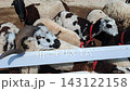 Close-up of sheep with large horns behind a white fence on a farm 143122158