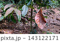 Close-up of a solitary dried leaf hanging by delicate spiderweb in a vibrant forest environment 143122171