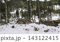 Snow Covered Pine Forest Beside River in Yellowstone 143122415