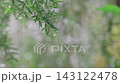 Close-up of green needle-like leaves covered in sparkling raindrops after a rain shower. Soft bokeh background creates a peaceful natural scene. Concept of freshness, purity, and nature. 143122478