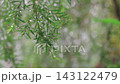 Close-up of green plant branches covered in fresh raindrops during a gentle rain. Soft bokeh background and falling rain streaks create a serene and refreshing nature atmosphere in a forest or park. 143122479