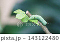Close-up macro of a vibrant green hawk moth caterpillar with distinctive eyespots crawling on a fresh leaf stem. Sharp focus on the larva with soft blurred natural green background. 143122480