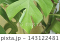 Close-up of a vibrant green caterpillar with prominent eyespots crawling on a large green Monstera deliciosa leaf. Natural lighting showcases the texture of the larva and tropical plant. 143122481