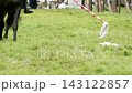 Mounted knight in medieval armor gallops fast charger across arena grass, lowering striped lance tip to accurately pick up small white handkerchief from ground during tournament skill demonstration. 143122857