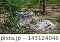 Plastic Waste Overflowing Concrete Dumpster in Sunny Summer Forest 143124046