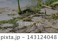 Green Frog Resting Near Water Edge in Sandy Wetland Ecosystem 143124048
