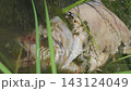 Dead Fish Carcass Decomposing in Murky Water by Green Reeds 143124049