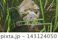 Dead Fish Carcass Decomposing in Murky Green Pond Reeds Close-Up 143124050