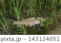Dead Fish Floating in Polluted Marsh Water Surrounded by Reeds 143124051
