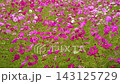 ピンクと白のコスモスが咲き乱れる花畑の動画 143125729