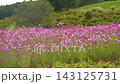 ピンクと白のコスモスが咲き乱れる花畑の動画 143125731