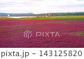 北海道の能取湖畔の卯原内で紅葉したサンゴ草群落地を撮影した動画 143125820