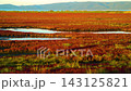 北海道の能取湖畔の卯原内で紅葉したサンゴ草群落地を撮影した動画 143125821