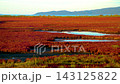 北海道の能取湖畔の卯原内で紅葉したサンゴ草群落地を撮影した動画 143125822