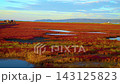 北海道の能取湖畔の卯原内で紅葉したサンゴ草群落地を撮影した動画 143125823