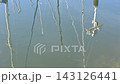 Reflection of ship masts swaying on the harbor waters 143126441