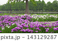 公園裡鳶尾花盛開，池塘綠意盎然（左圖）。 143129287