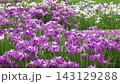 盛開的紫色鳶尾花園（左圖） 143129288